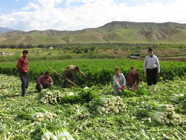 آغاز برداشت محصول کرفس از ۱۸۰ هکتار مزارع شهرستان طارم