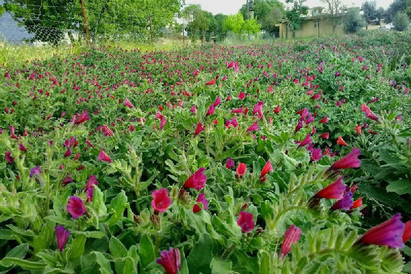 کشت گیاهان دارویی در۶۷۰ هتکار از زمین‌های زنجان