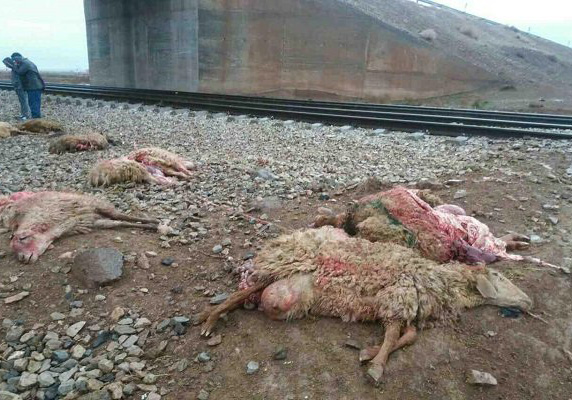 25 راس گوسفند در برخورد با قطار در زنجان تلف شدند
