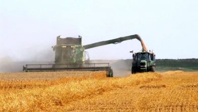 خرید تضمینی گندم استان زنجان از مرز ۴۵ هزار تن عبور کرد