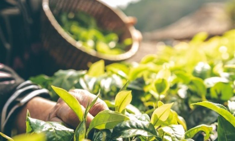 شناسایی یک هزار 300 گونه گیاه در استان زنجان